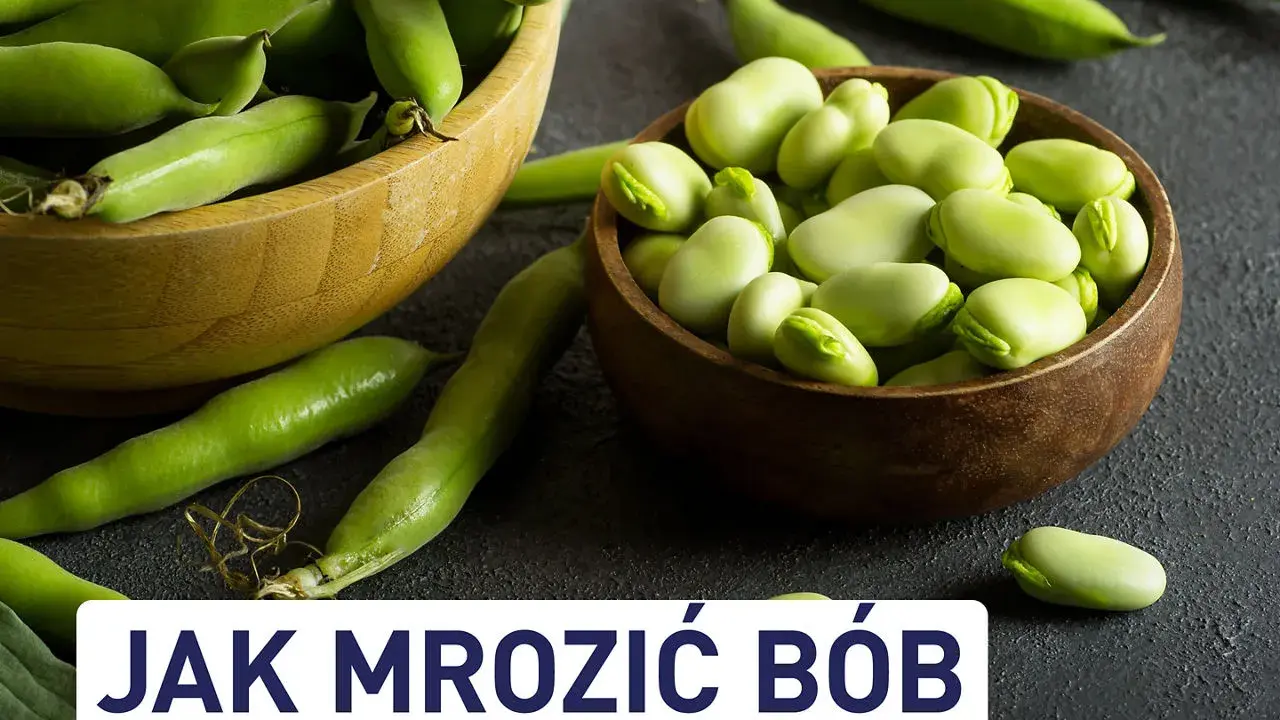 Świeży bób w łuskach i wydłubany, gotowy do mrożenia. Dowiedz się, czy bób można mrozić i jak to zrobić.